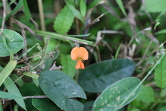 Tephrosia tinctoria